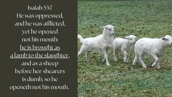 Gospel Tract PDF - The Blood of the Lamb